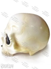 画像2: 骸骨頭 1/1 SKULL HEAD (2)