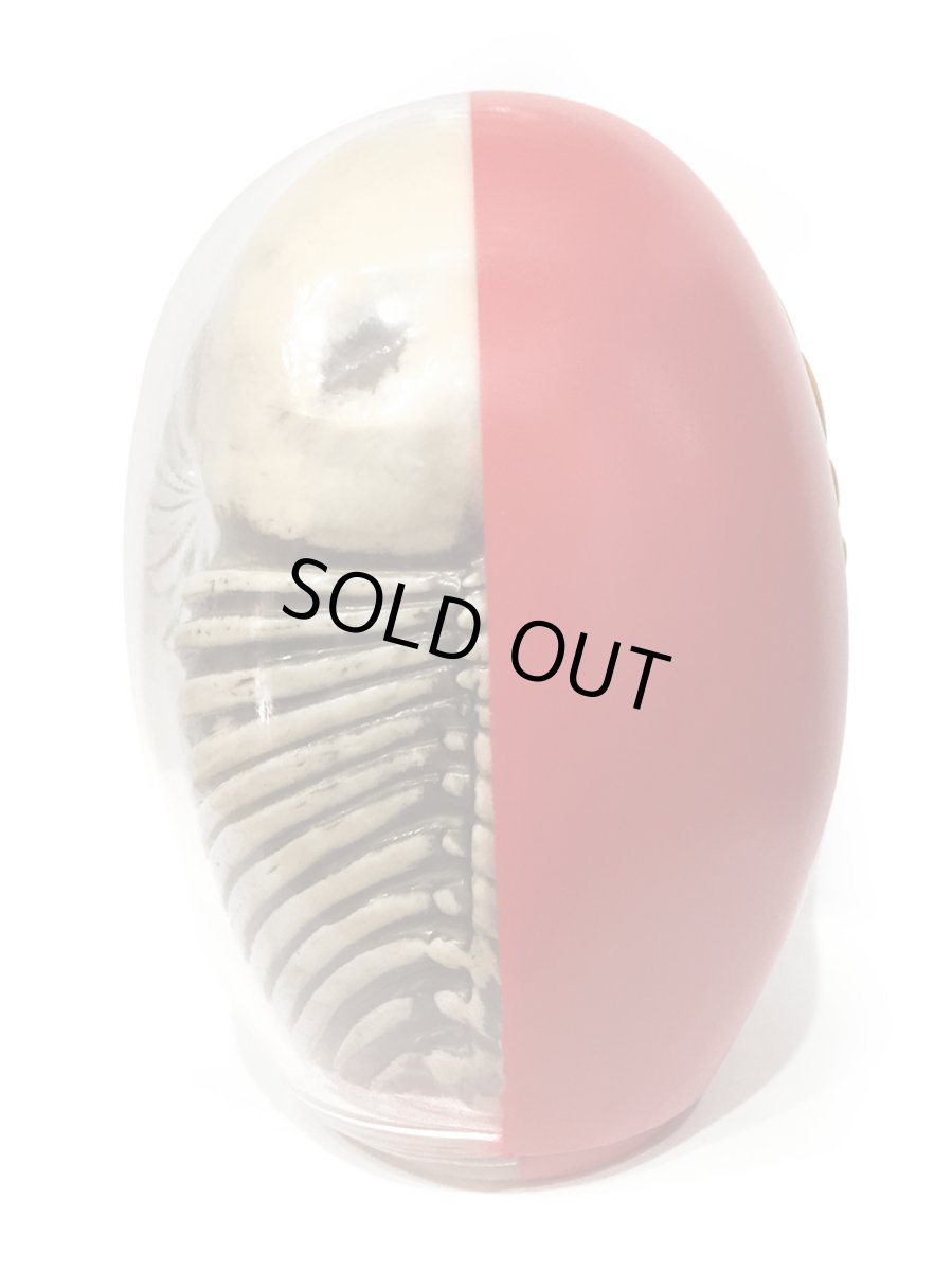 画像4: DARUMA SKULL X-RAY FULL COLOR  (4)