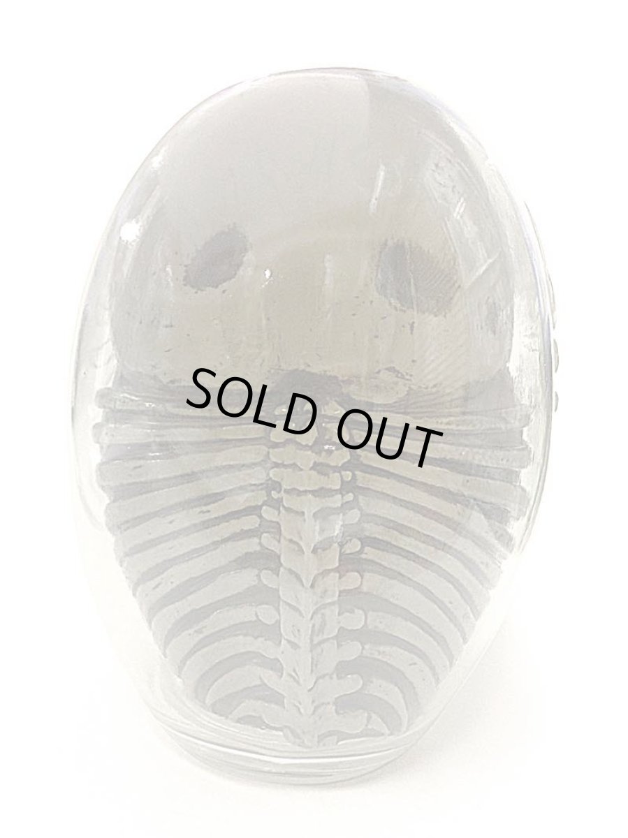 画像4: DARUMA SKULL (4)